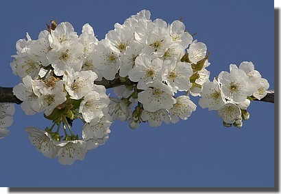 08042007_Fleurs_cerisier.jpg