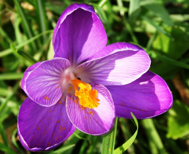 Crocus_violet_iridaceae_crocus_flavus.jpg