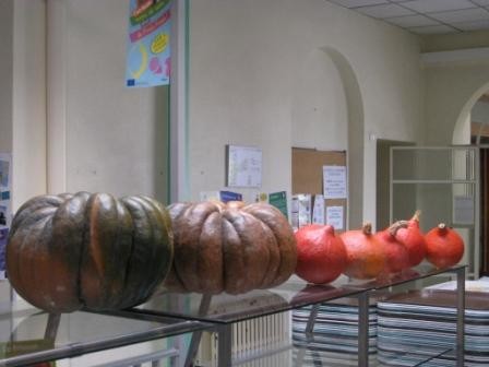 Courges en tous genres.JPG